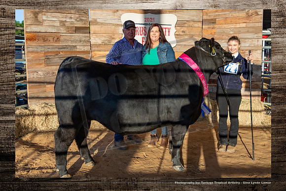 Steer Auction #1