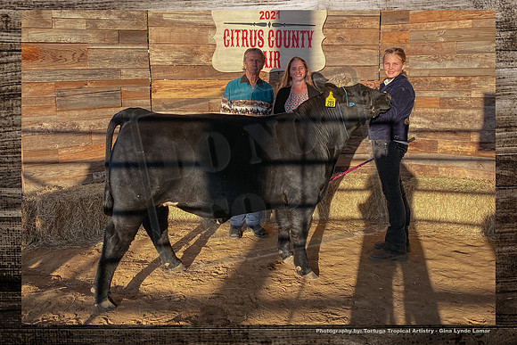 Steer Auction #4
