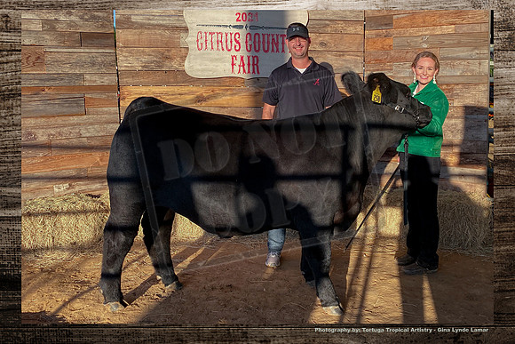 Steer Auction #3