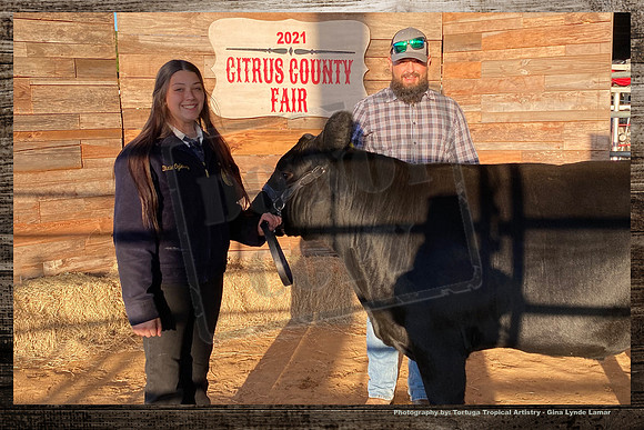 Steer Auction #6