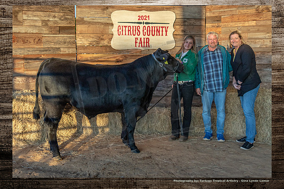 Steer Auction #13
