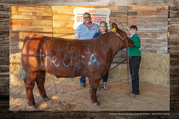 Steer Auction #15