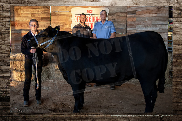 Steer Auction #16