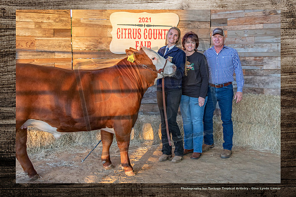 Steer Auction #17
