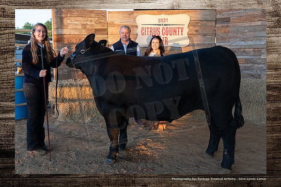 Steer Auction #18