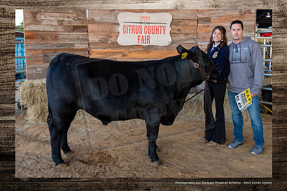 Steer Auction #20
