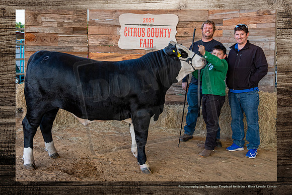 Steer Auction #21