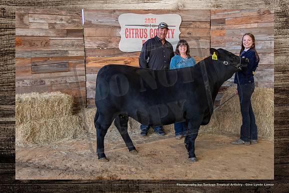 Steer Auction #22