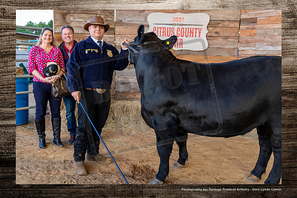 Steer Auction #23