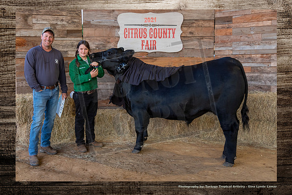 Steer Auction #24