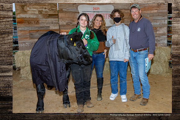 Steer Auction #24a