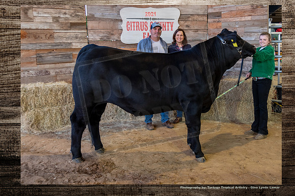 Steer Auction #25