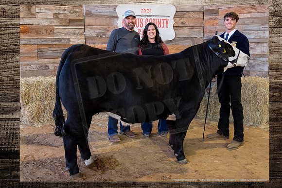Steer Auction #26