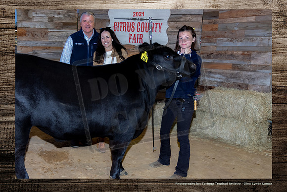 Steer Auction #28