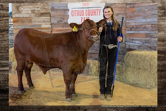 Steer Auction #29