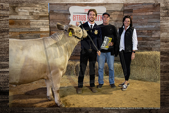 Steer Auction #30