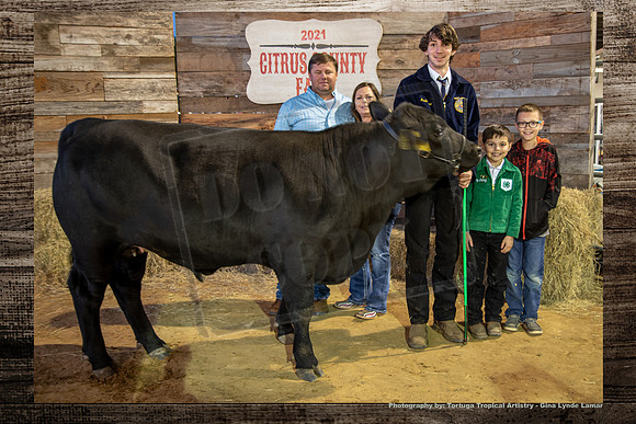 Steer Auction #31