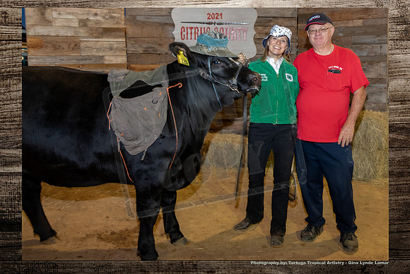 Steer Auction #32