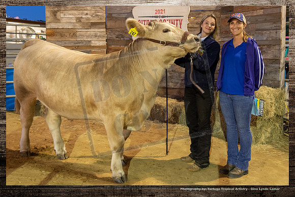 Steer Auction #33