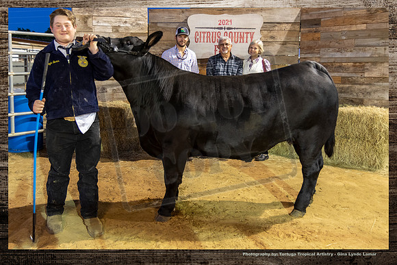 Steer Auction #34