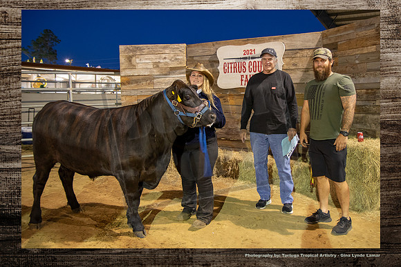 Steer Auction #36