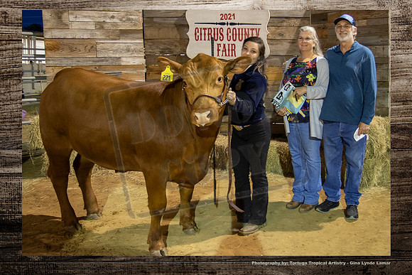 Steer Auction #37