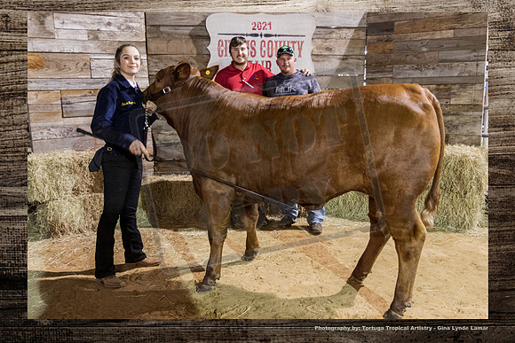 Steer Auction #39