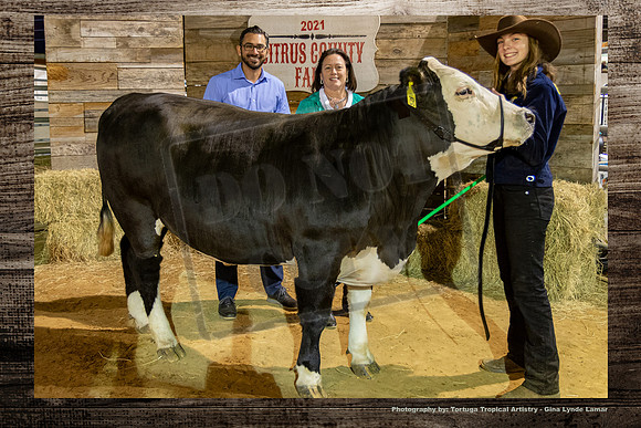 Steer Auction #41
