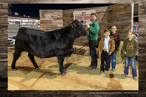 Steer Auction #42