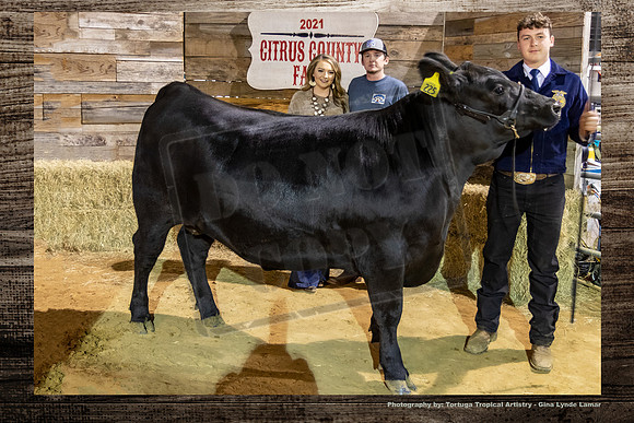 Steer Auction #43