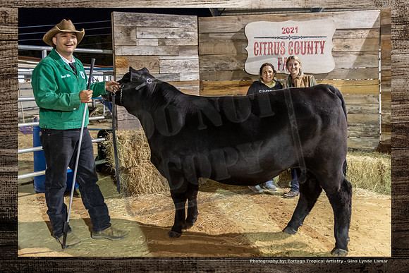 Steer Auction #46