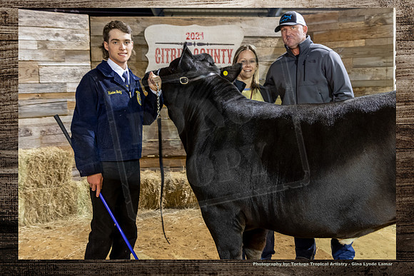 Steer Auction #47