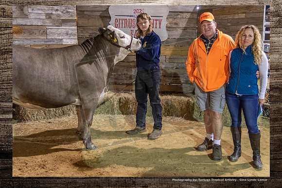 Steer Auction #48