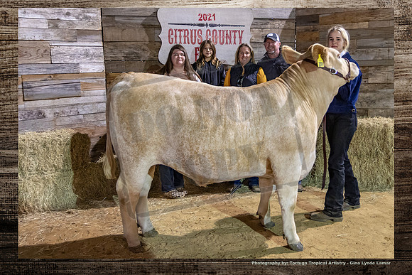 Steer Auction #49