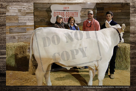 Steer Auction #50