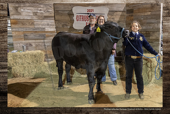 Steer Auction #51