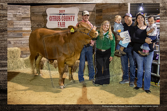 Steer Auction #53