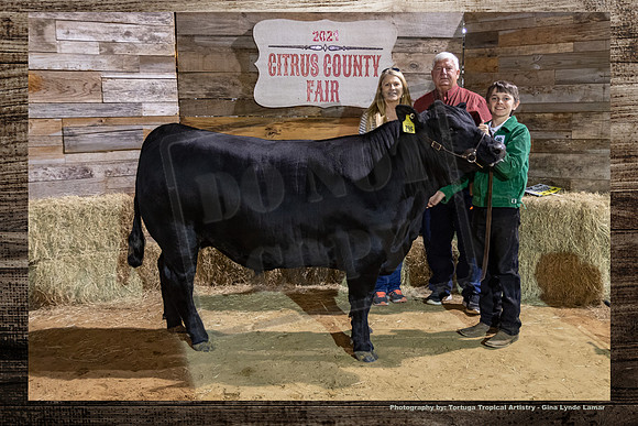 Steer Auction #56