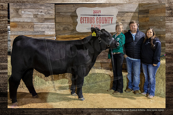 Steer Auction #44