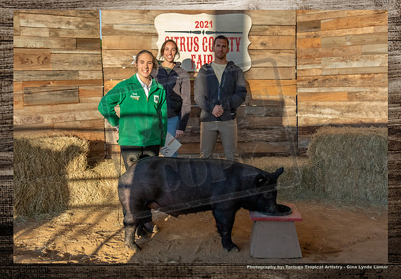 Swine Auction #103