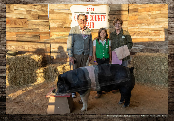 Swine Auction #108