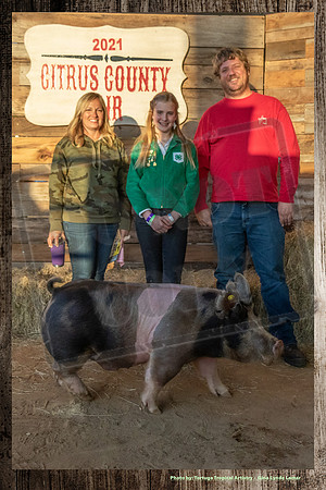 Swine Auction #109