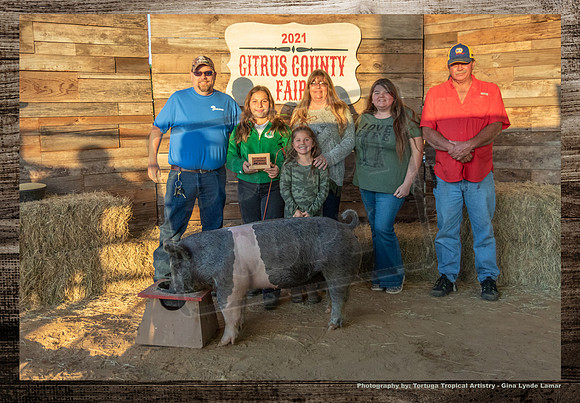 Swine Auction #111a