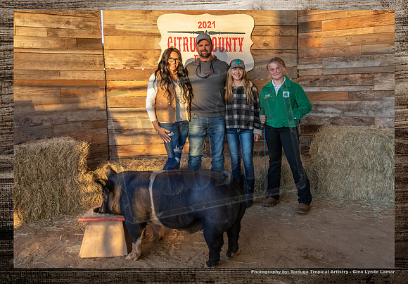 Swine Auction #113