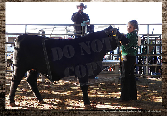 Steer Auction #5