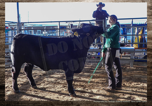 Steer Auction #8