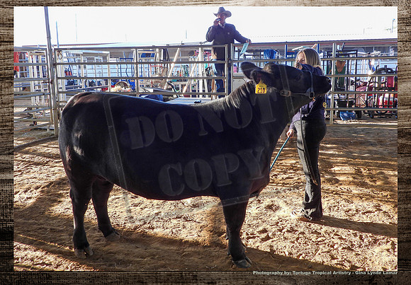 Steer Auction #7