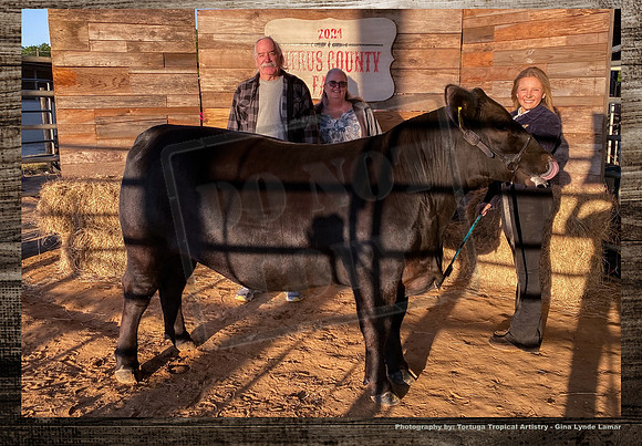 Steer Auction #7 a