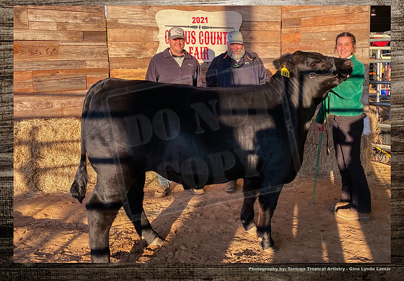 Steer Auction #8 a