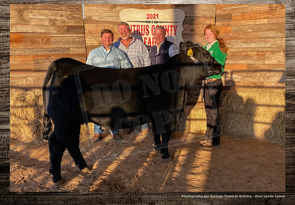 Steer Auction #9 a